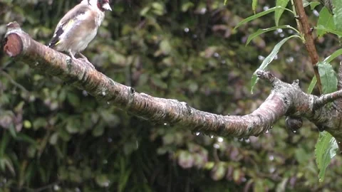 Cute Birds Video stock 229751266