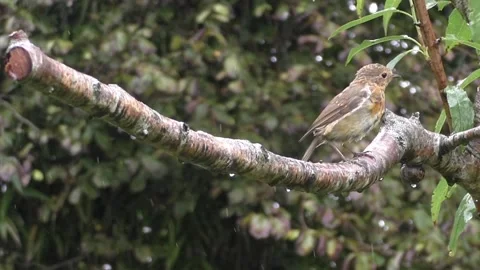 Cute Birds Stock Footage 229751273