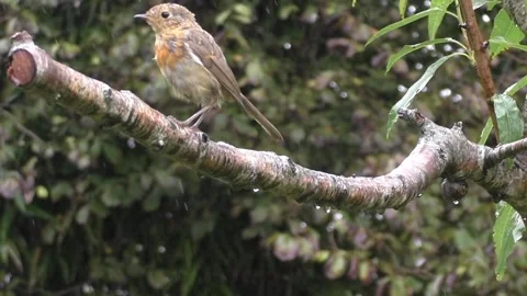 Cute Birds Stock Footage 229751276