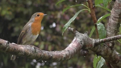 Cute Birds Stock Footage 229751279