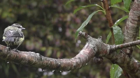 Cute Birds Stock Footage 229751293