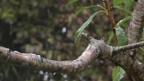 Cute Birds Stock Footage 229751294