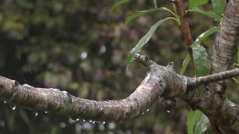 Cute Birds Stock Footage 229751302