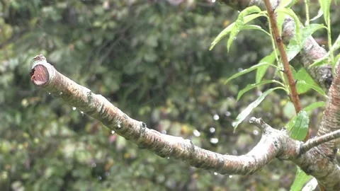 Cute Birds Video stock 229751314