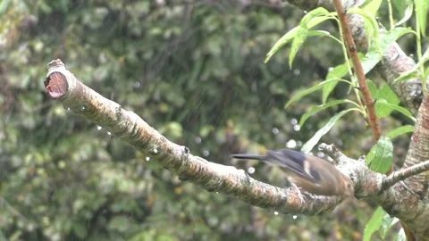 Cute Birds Stock Footage 229751315