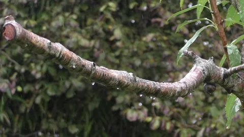 Cute Birds Video stock 229751320