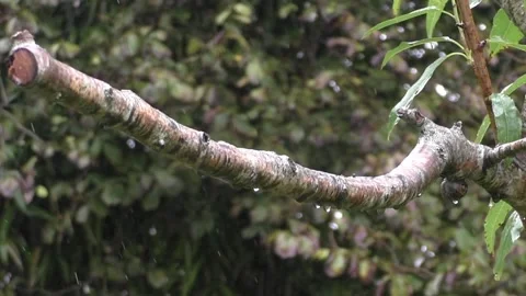 Cute Birds Video stock 229751327