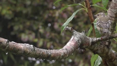 Cute Birds Stock Footage 229751337