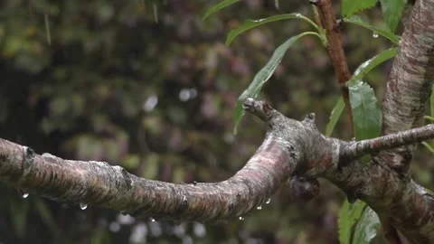 Cute Birds Stock Footage 229751371