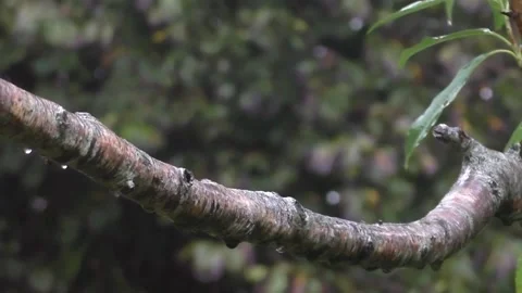 Cute Birds Stock Footage 229751634