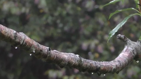 Cute Birds Stock Footage 229751636
