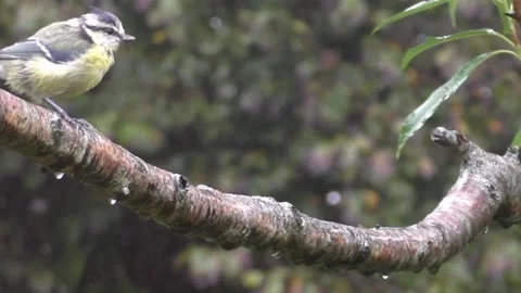 Cute Birds Stock Footage 229751664