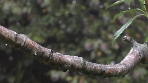 Cute Birds Video stock 229751665