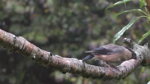 Cute Birds Stock Footage 229751666