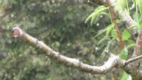 Cute Birds Video stock 229751670