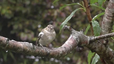 Cute Birds Stock Footage 229751705