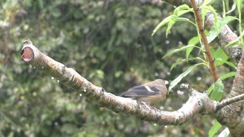 Cute Birds Stock Footage 229751707