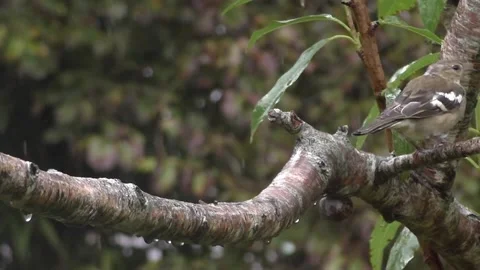 Cute Birds Stock Footage 229751708