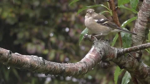 Cute Birds Stock Footage 229751742