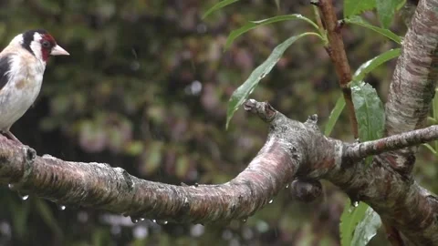 Cute Birds Stock Footage 229751747