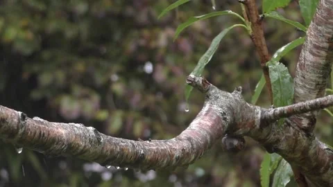 Cute Birds 库存影片 229751749