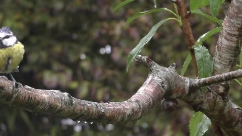 Cute Birds Stock Footage 229751751