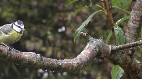 Cute Birds Stock Footage 229751790