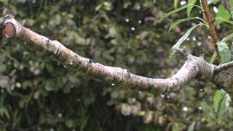 Cute Birds Stock Footage 229751822