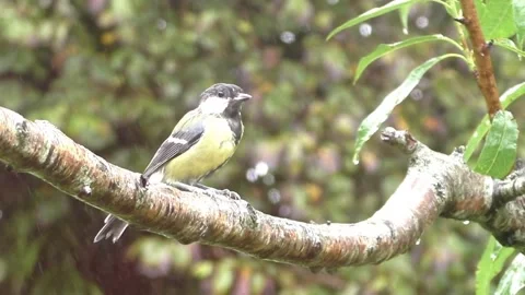 Cute Birds 库存影片 229751834