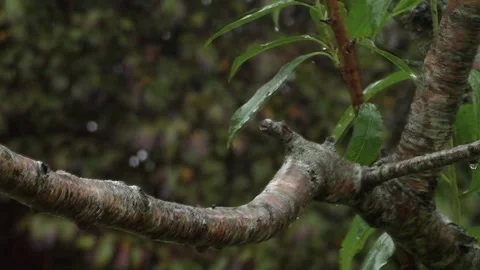 Cute Birds Stock Footage 229751847