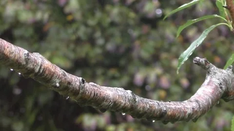 Cute Birds Stock Footage 229751853