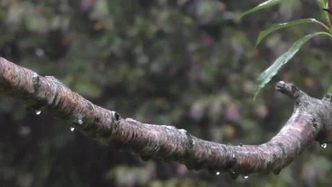 Cute Birds Stock Footage 229751865