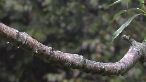 Cute Birds Stock Footage 229751897