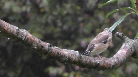 Cute Birds Stock Footage 229751912
