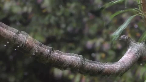 Cute Birds Stock Footage 229751945