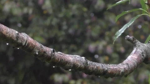 Cute Birds Stock Footage 229751964