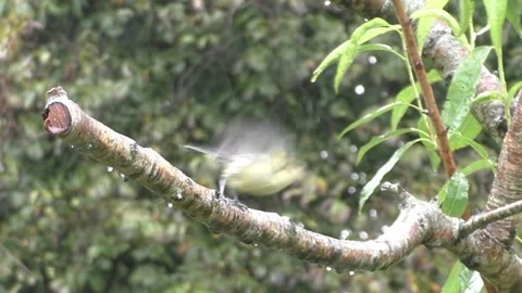 Cute Birds Stock Footage 229751972