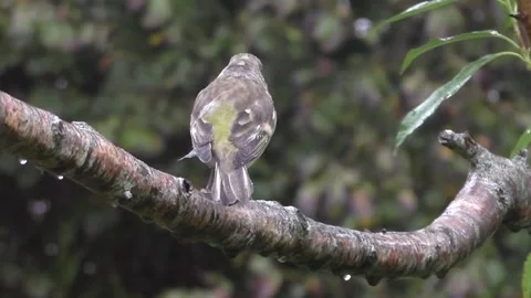 Cute Birds Stock Footage 229751981