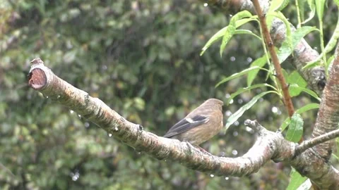 Cute Birds Stock Footage 229751997