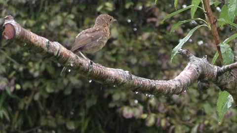 Cute Birds Video stock 229752004