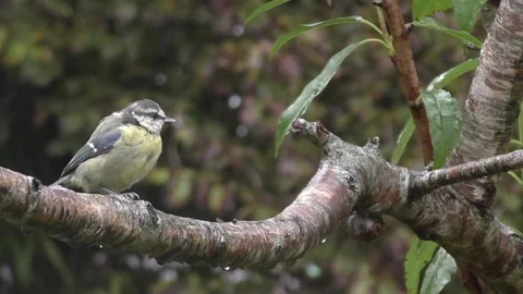 Cute Birds Stock Footage 229752009