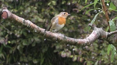 Cute Birds Stock Footage 229752014