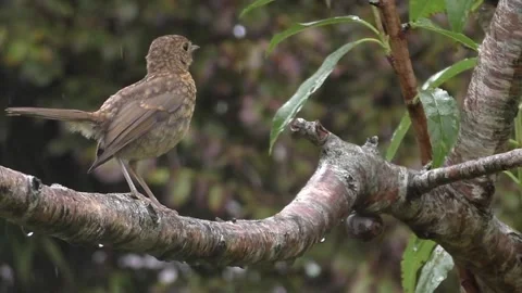 Cute Birds Stock Footage 229752016