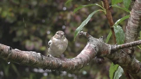 Cute Birds Stock Footage 229752034