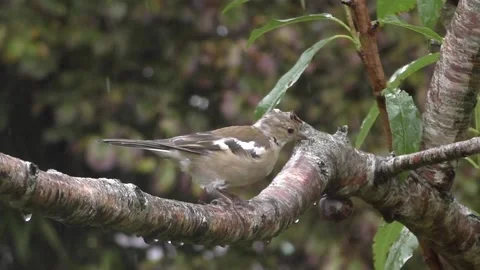 Cute Birds Stock Footage 229752038