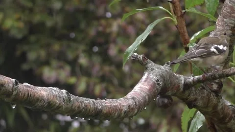 Cute Birds Video stock 229752041