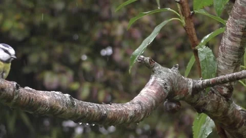 Cute Birds Stock Footage 229752064