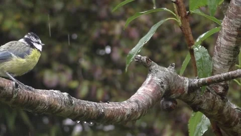 Cute Birds Stock Footage 229752077