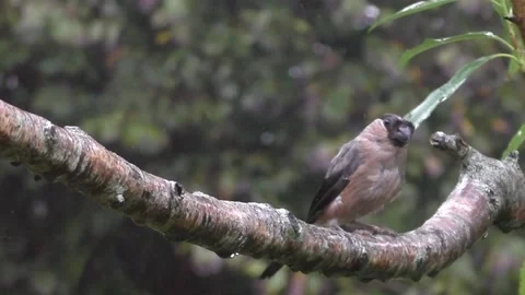 Cute Birds Stock Footage 229752098