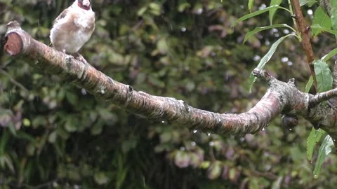 Cute Birds Video stock 229752113